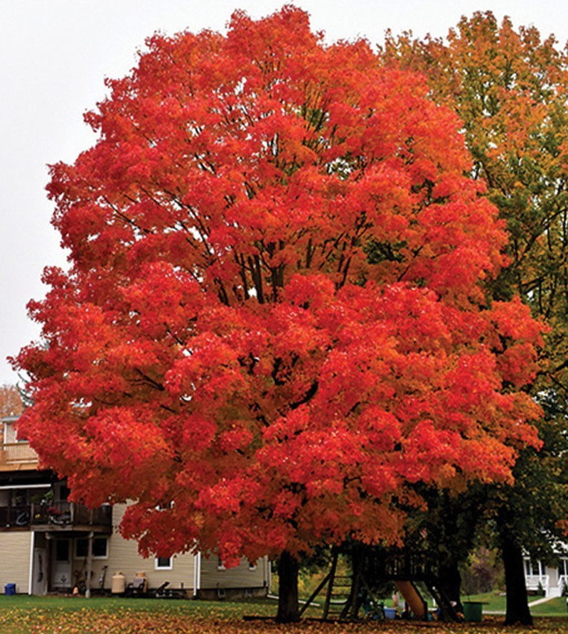 20 GREEN MOUNTAIN SUGAR MAPLE SEEEDS Acer saccharum ‘Green Mountain’