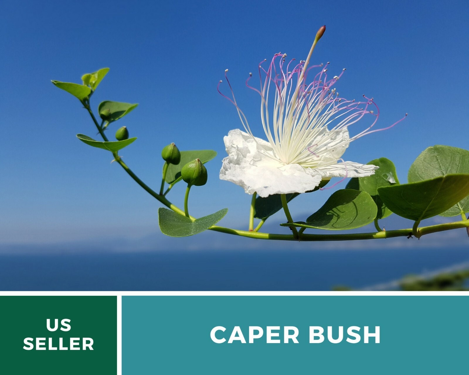 Capers (Caper Bush) – Heirloom Seeds – Culinary and Medicinal Plant (Capparis sp
