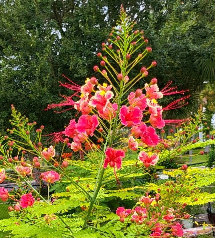 10 seeds Pink Caesalpinia Pulcherrima PRIDE OF BARBADOS Dwarf Poinciana