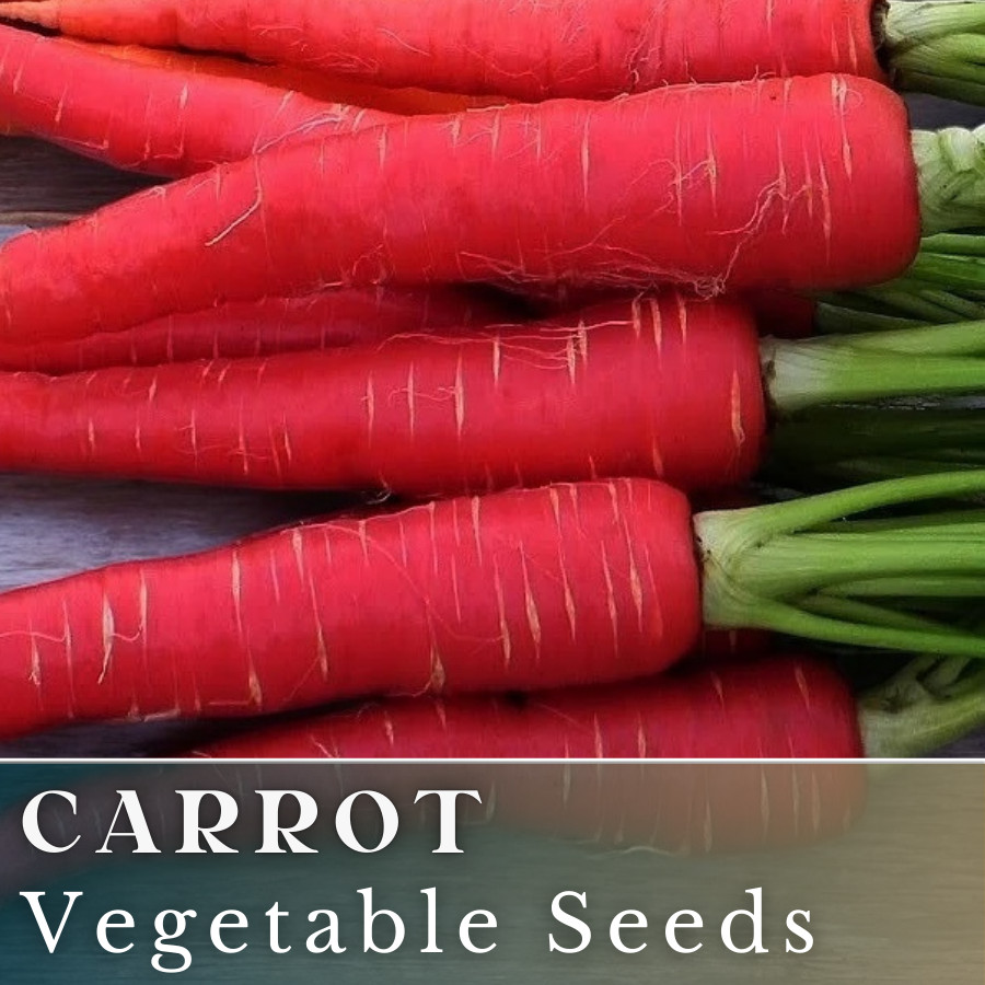 Carrot Vegetable Seeds 400+ Seeds Garden Seeds, Non GMO, Multiple Varieties