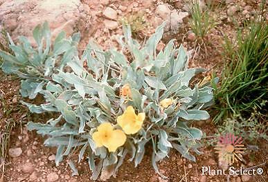 Oenothera macrocarpa incana Silver Blade 100 seeds