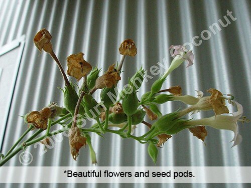 Heirloom Tobacco Seeds 100+ Seed Pack Best Germination Easy Grow: U.S.A. Grown