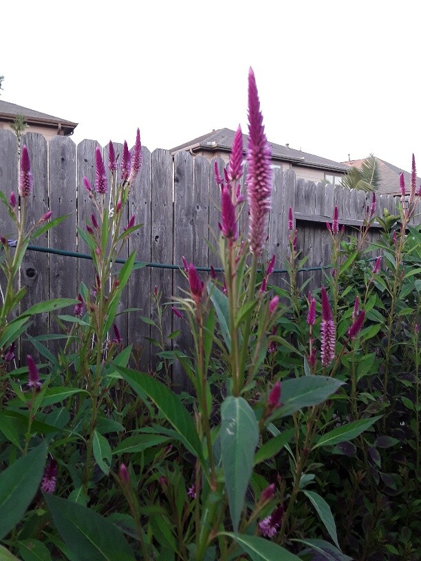 200 Celosia Argentea, Lagos spinach Shoko Yokoto Flamingo Feathers seeds Edible