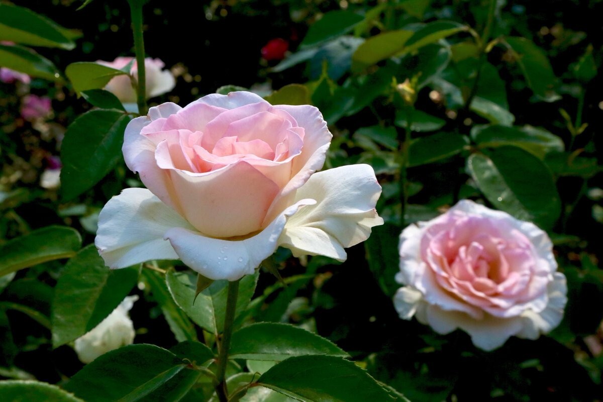 30+ Seeds|White Pink Hybrid Tea Flower Perennial Rose Seeds #1051