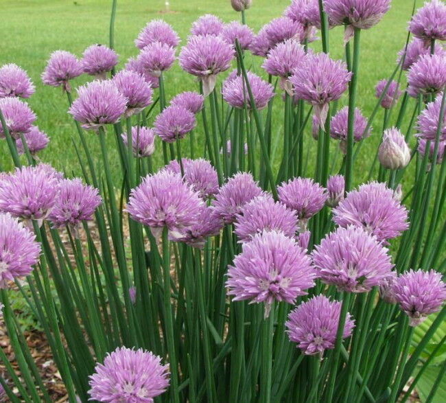 500 Chives Seeds Culinary Herb Allium schoenoprasum