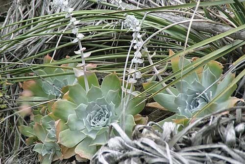 Dudleya pulverulenta ssp. pulverulenta | Chalk Liveforever | 20 Seeds