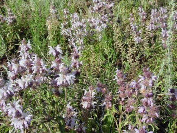 Monarda pectinata | Pony Beebalm | Miners Lettuce | Spotted Bee Balm | 10 Seeds