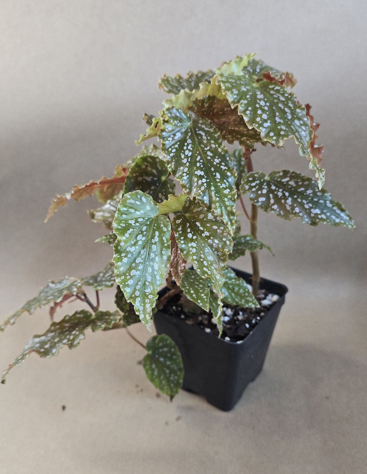 Begonia Peanut Brittle