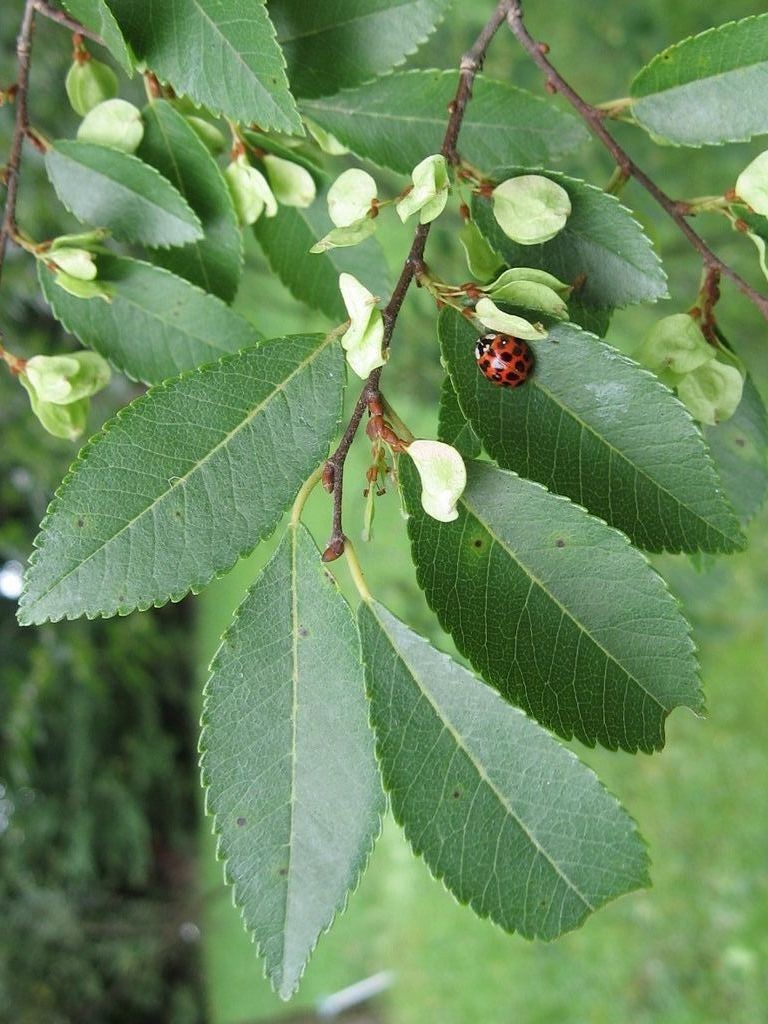 50 Chinese Elm Tree Seeds Ulmus Parvifolia Lacebark Bonsai Fast Growing