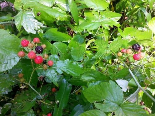 Wild Black Raspberry Bush Seeds