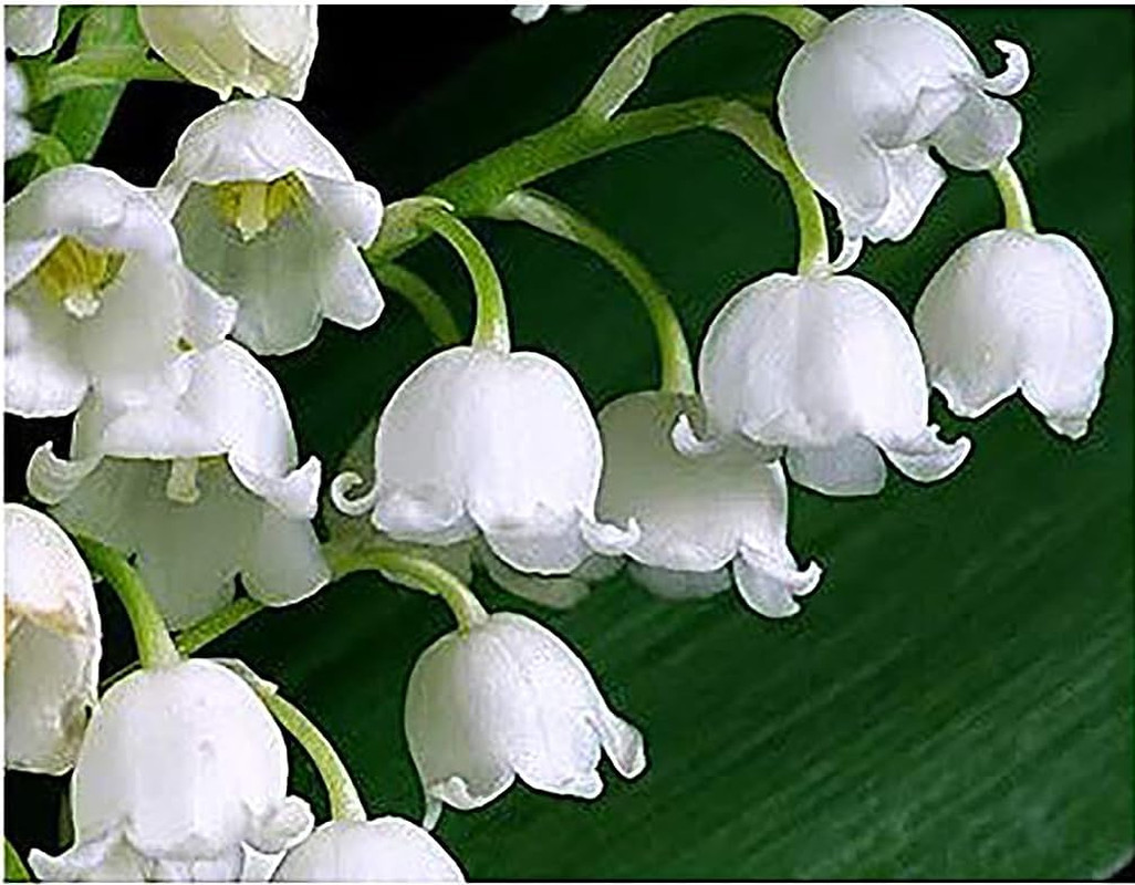 10 Large Lily of the Valley Bare Root Pips – Fresh May Blooms from Holland