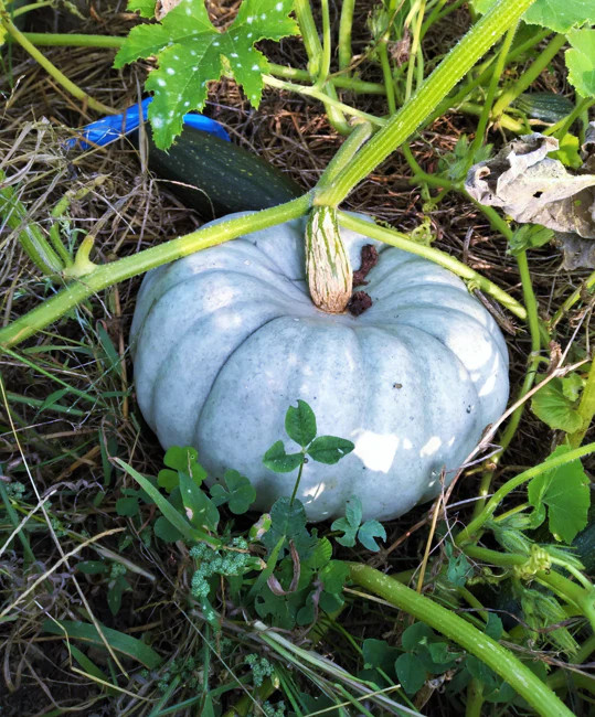 Jarrahdale Blue Pumpkin Seeds | Jarradale Queensland Cinderella Doll 2023 NEW