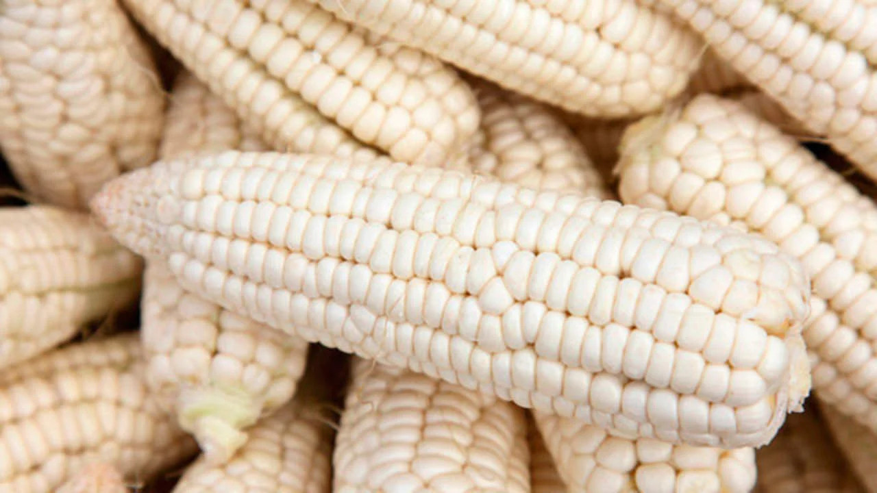 Stowell’s Evergreen White Sweet Corn Seeds | Untreated USA Heirloom Seed 2024