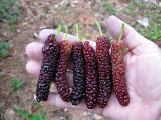 Morus ‘Pakistan’ (Mulberry) 4-5 gal, 3-4’ tall, No Ship to HI, CA, AK