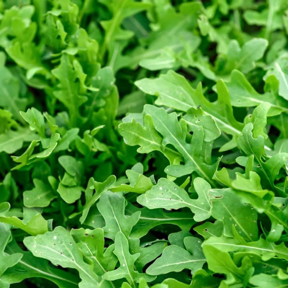 Slow Bolt Arugula Seeds for Planting – Heirloom Non GMO Herbs for Home Garden