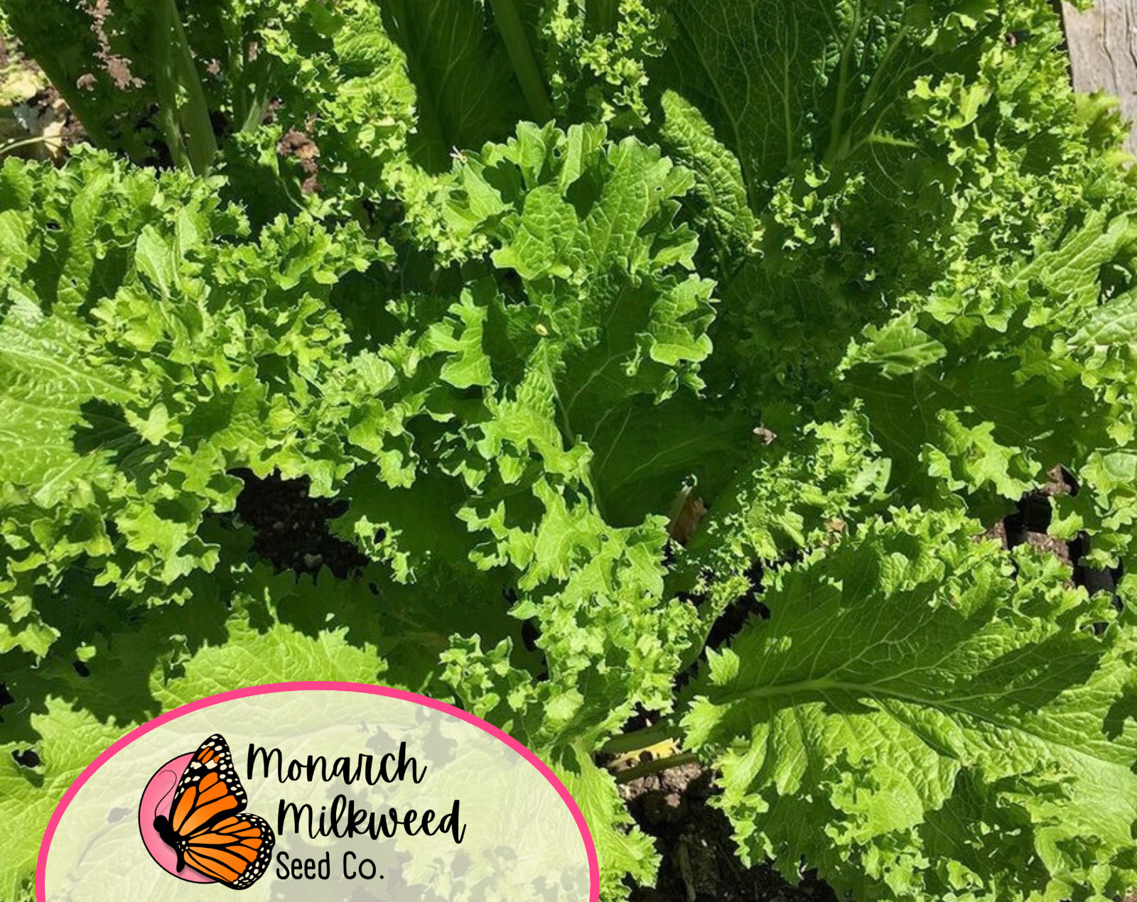 3700+ Mustard Seeds ‘Southern Giant Curled’ | Heirloom, Non-GMO Vegetable Garden