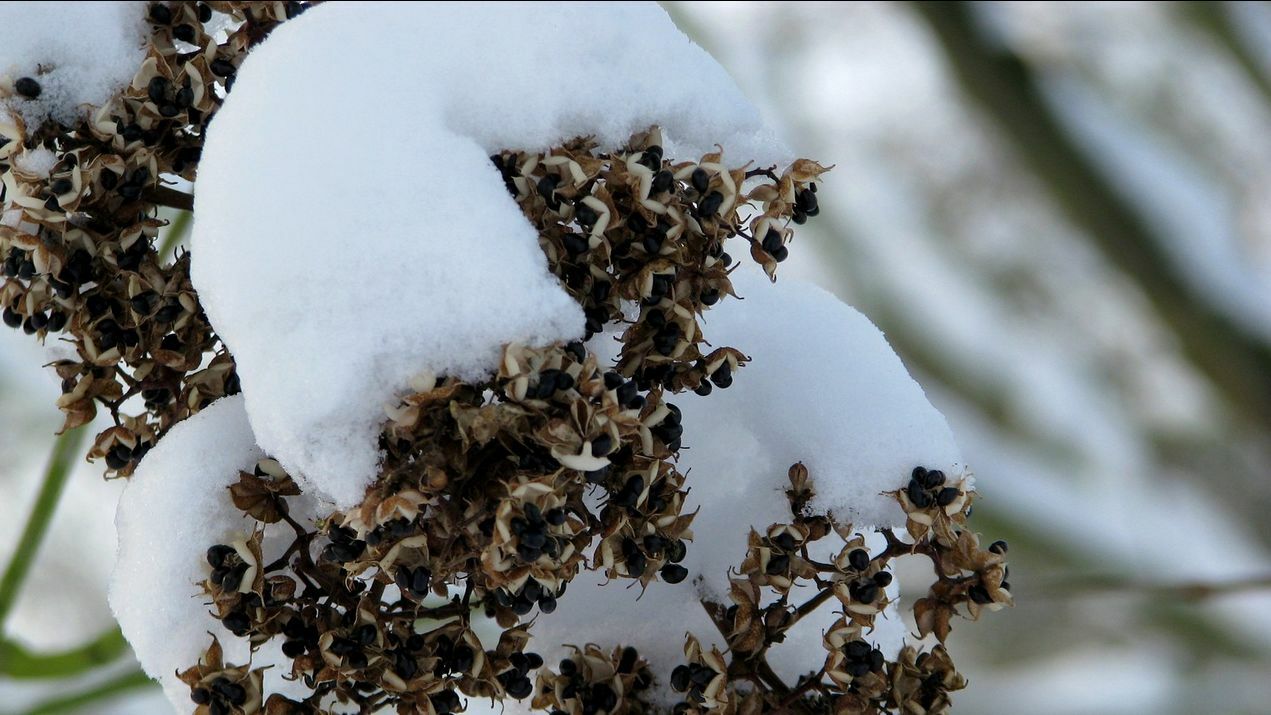 Korean Evodia | Bee-Bee Tree (Tetradium daniellii) Honeybees & Apiarists delight