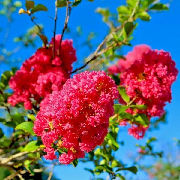 CRAPE MYRTLE TREE SEEDS Crepe (Lagerstroemia Indica) Fast Lilac Flower Plant