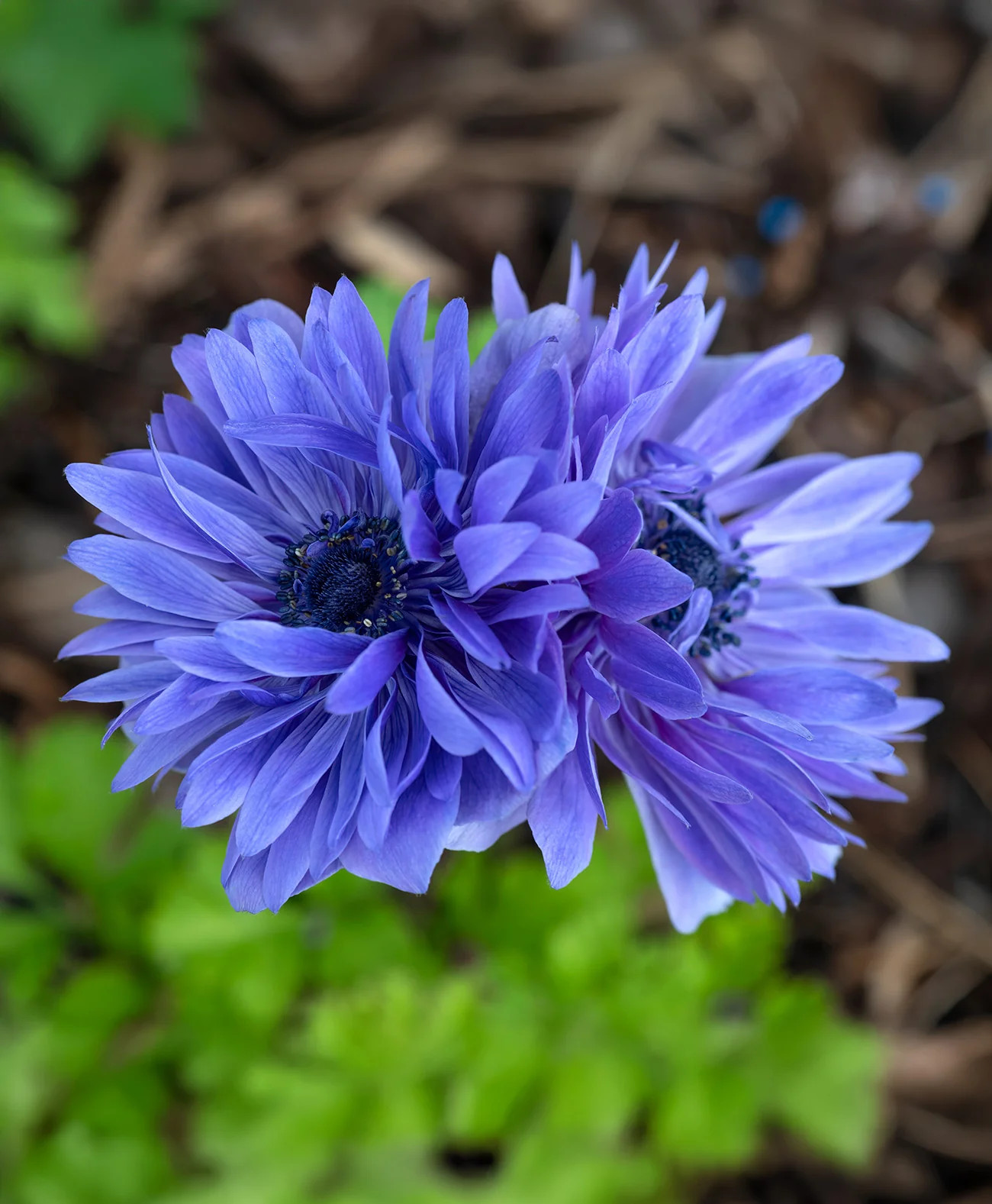 Lord Lieutenant Anemone Coronaria – 25 bulbs