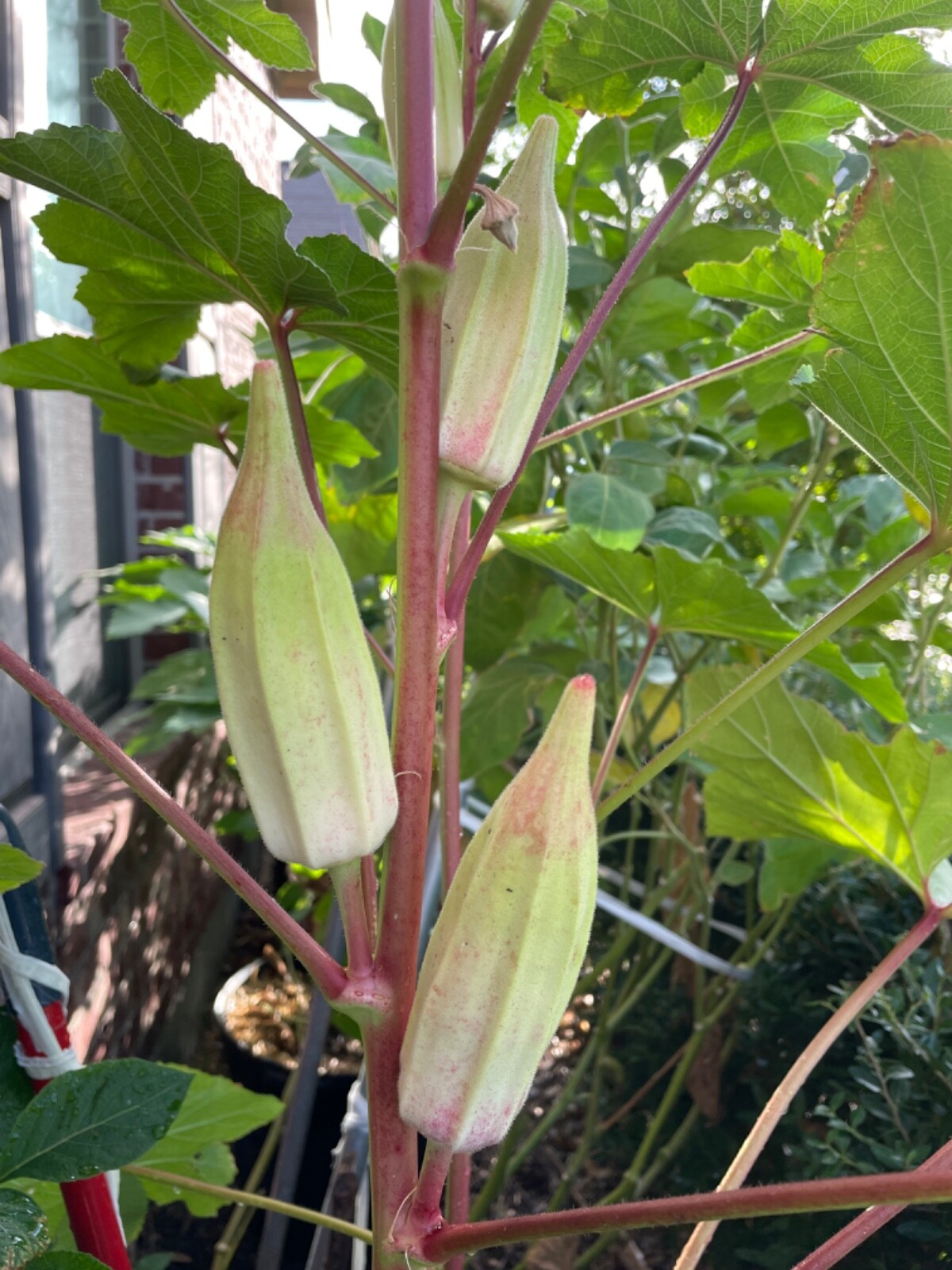 40+ Alabama Red Okra Seeds Heirloom NON-GMO
