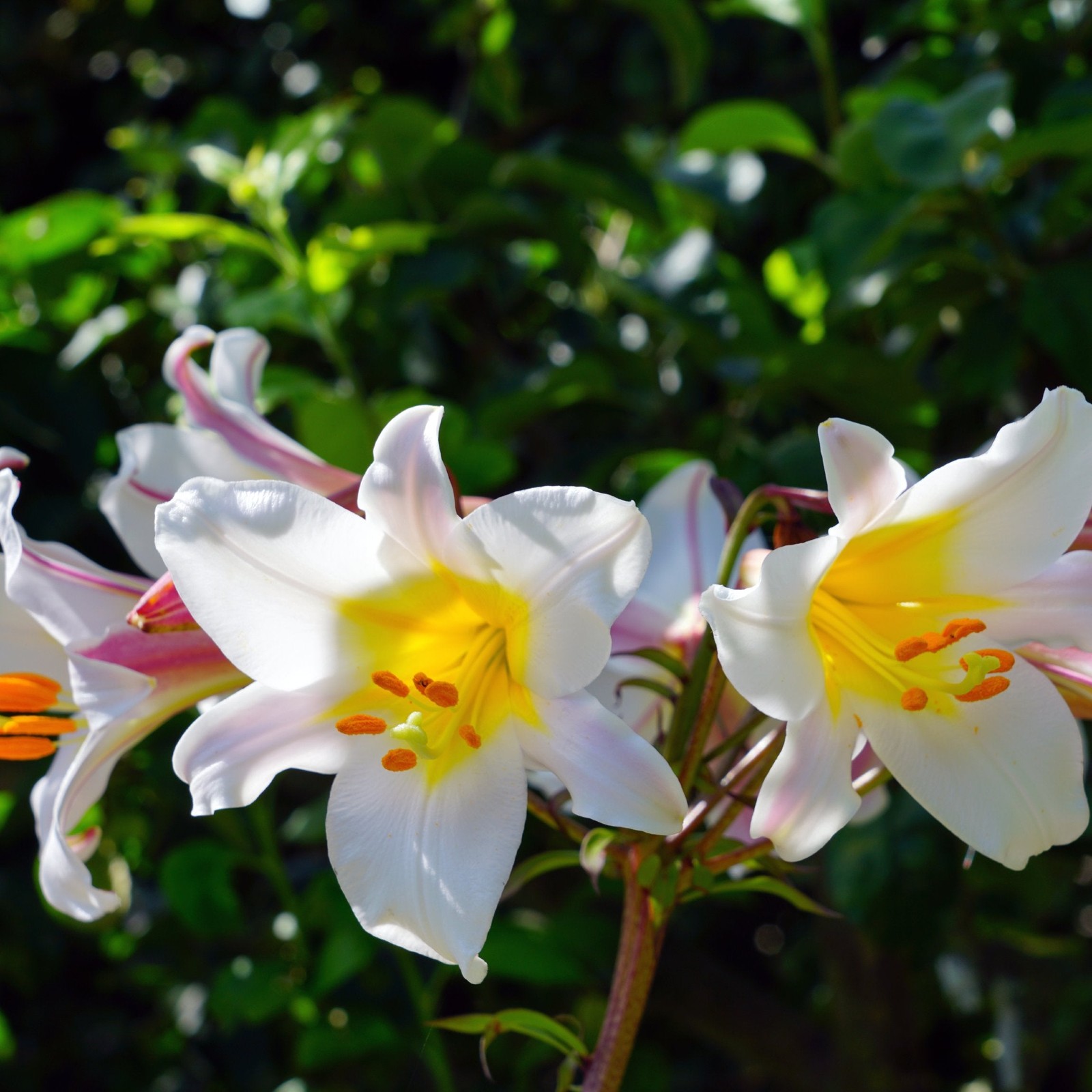 Lilium Trumpet Lily Regale 1 Flower Bulb – Summer Large White Fragrant Blooms