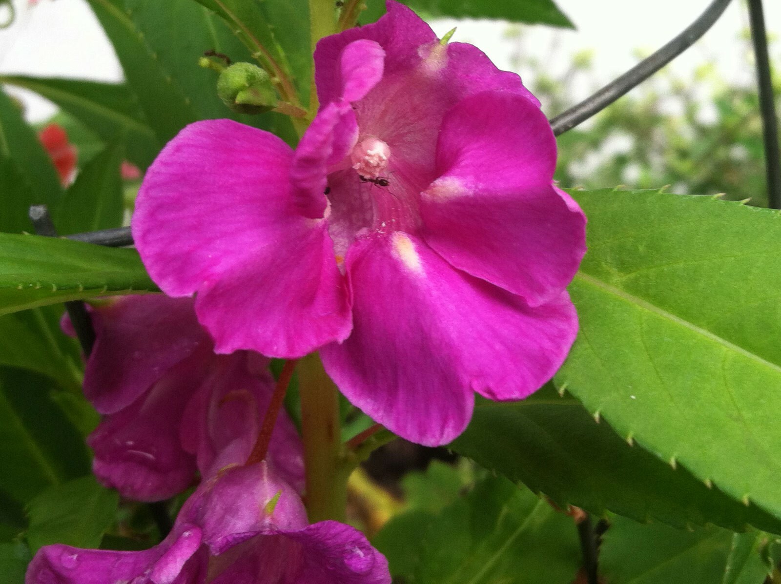 Impatiens balsamina Rose | Balsam | Touch-Me-Not | 10_Seeds
