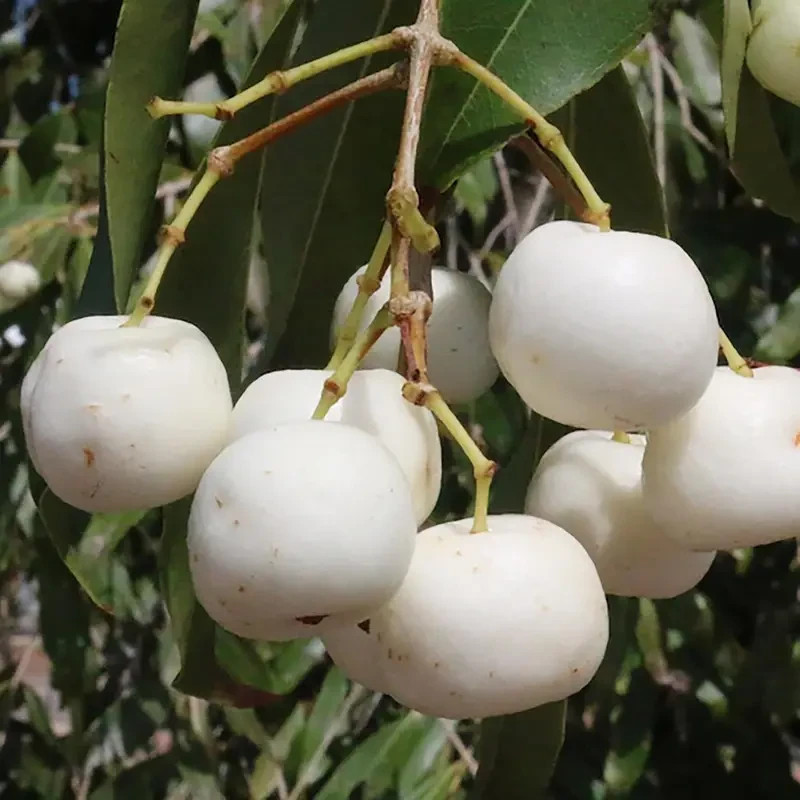 10 Pcs of Rare White Apple Fruit Seeds Heirloom NonGMO Sweet Fruit