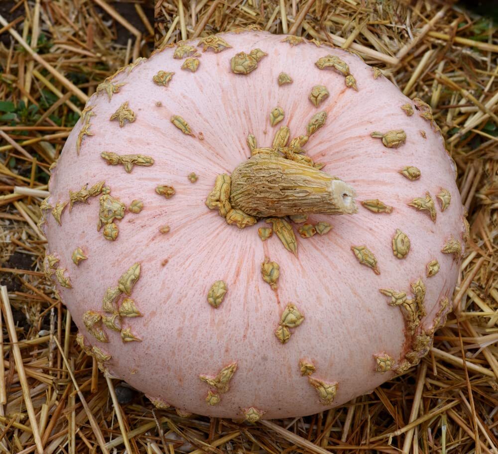 Peanut Pumpkin Seeds for Planting (10 Seeds) – Galeux d’Eysines Pumpkins