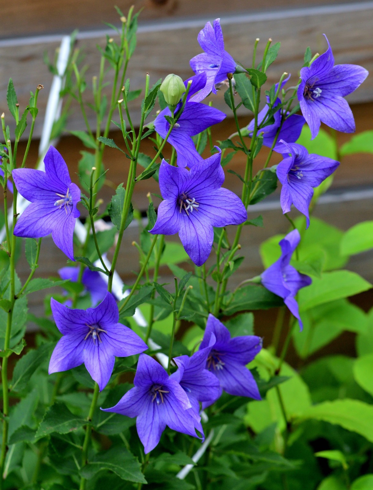 Heirloom Balloon Flowers – Purple & White – 200+ Organic Seeds
