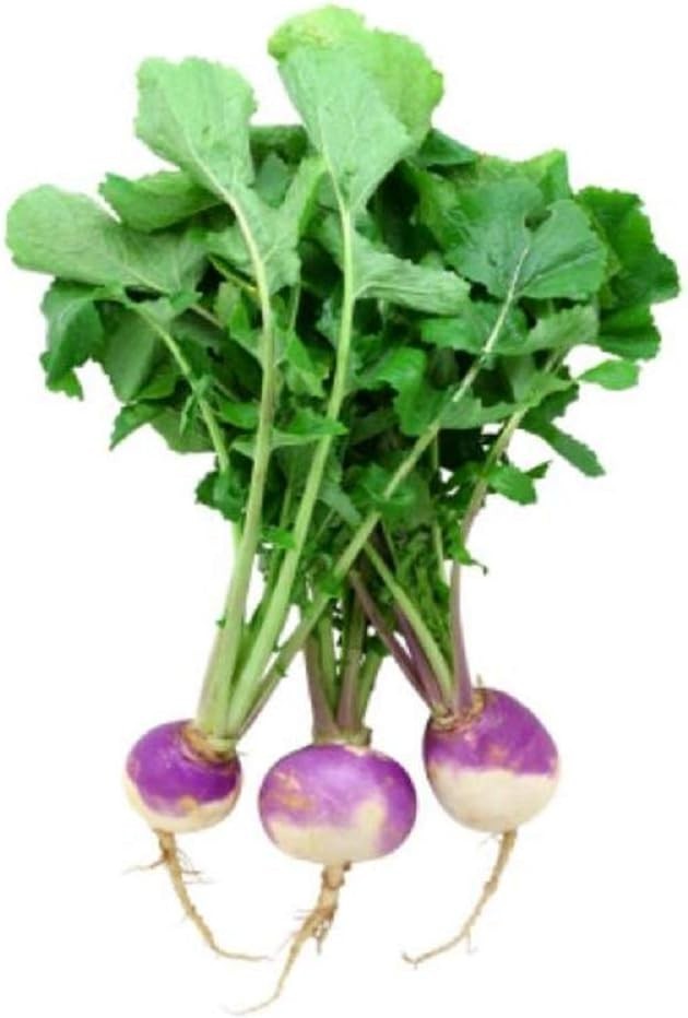 GMO Free Purple Top Turnip Seeds, Ideal for Sandy Soil and Full Sun Exposure