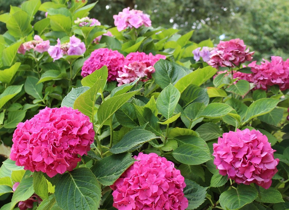 Hydrangea Seeds Mixed 15 Seeds Free Shipping!