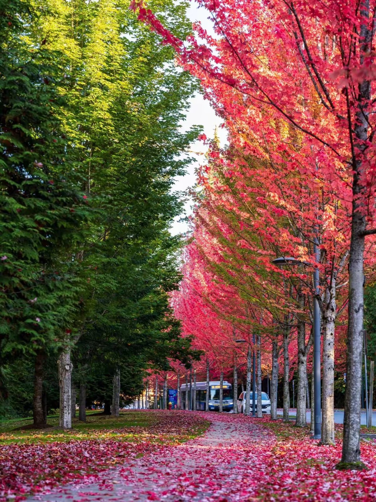 75 pcs Red Maple Tree Seeds for Planting. Acer Rubrum, Swamp Maple Tree Seeds