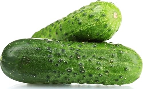 Spacemaster Cucumber Seeds – Heirloom Non-GMO USA Grown – Compact Bush Variety