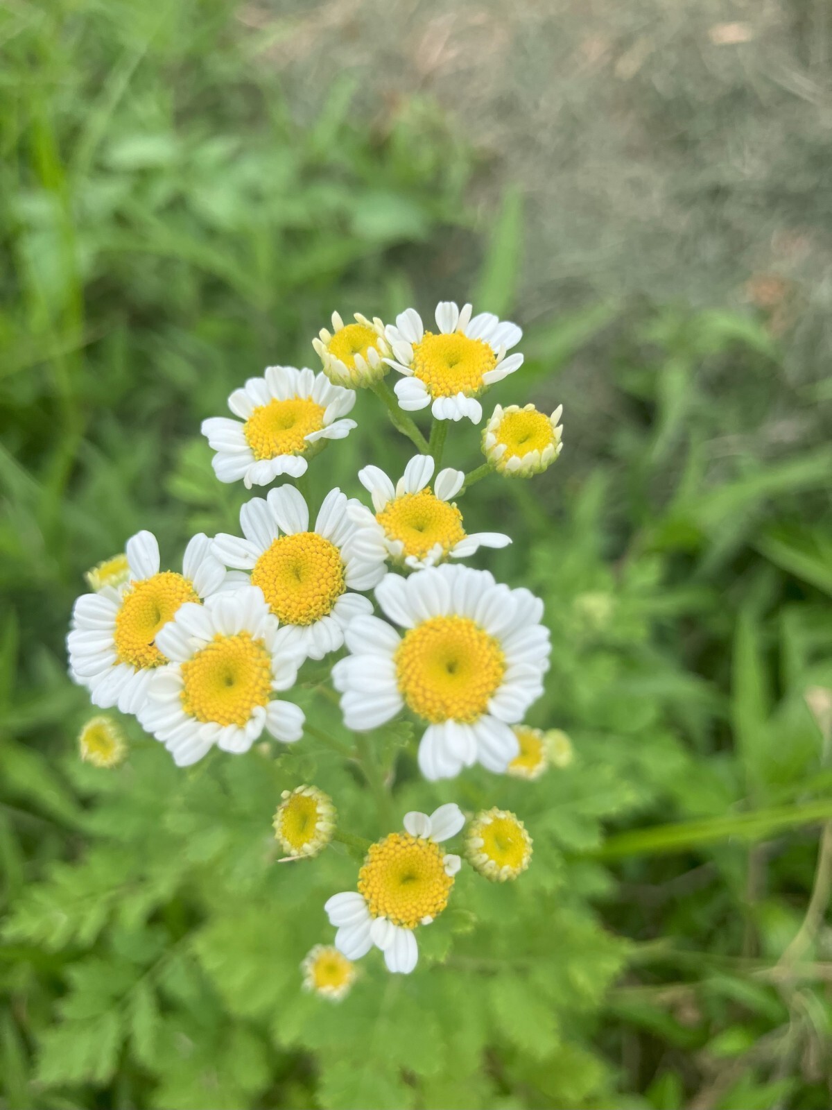 Wild-Grown Feverfew Seeds – Tanacetum parthenium – Medicinal Plant – Herb