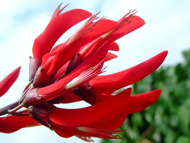 Coral Tree, Erythrina corallodendron, Tree Seeds