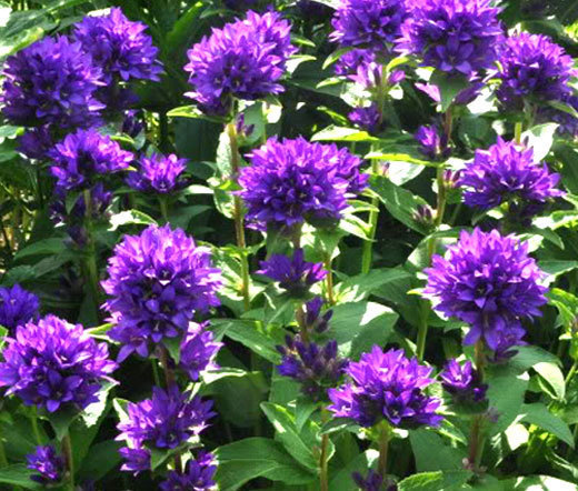 BELLFLOWER SUPERBA Campanula Glomerata – 220 Bulk Seeds