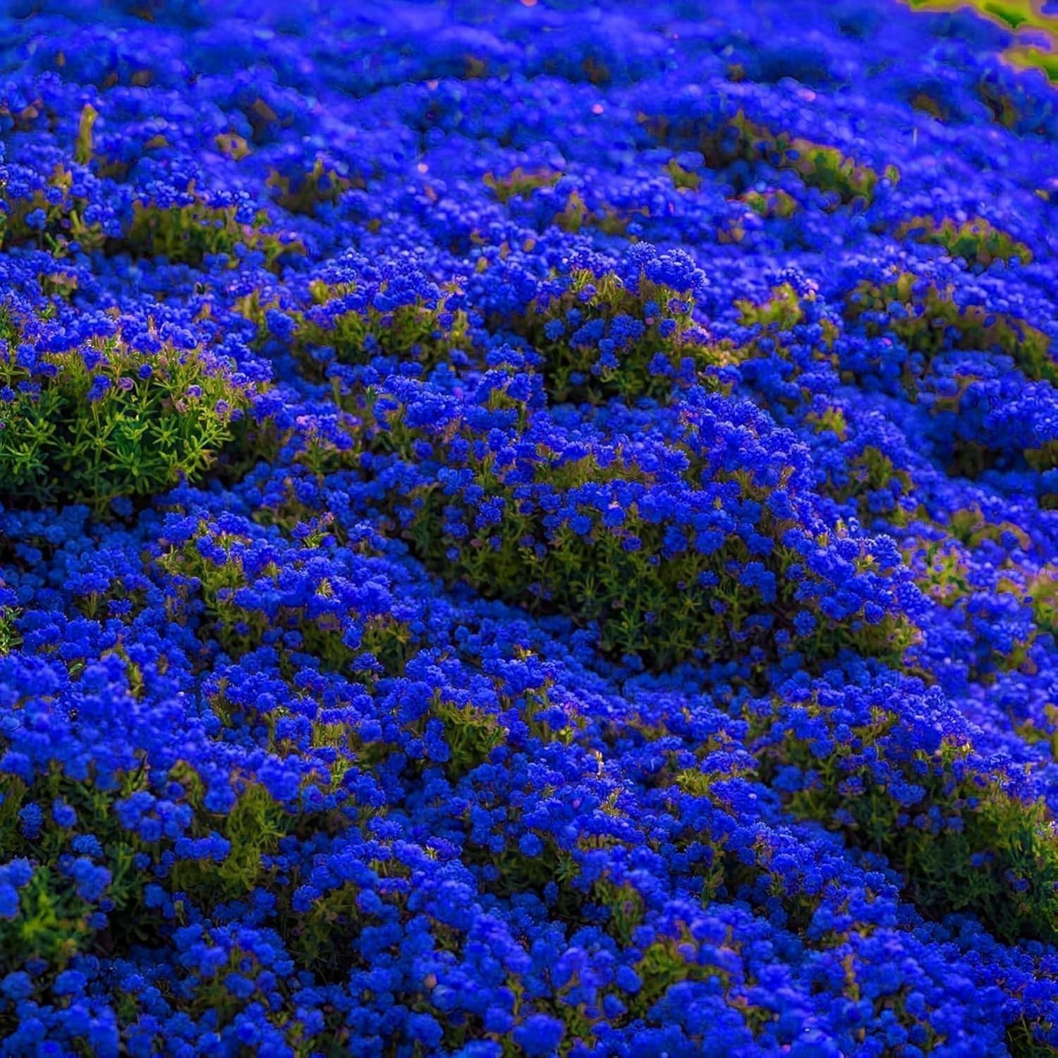 30000+ Blue Creeping Thyme Seeds Ground Cover,Blue Woolly Thyme Seeds Non-GMO He