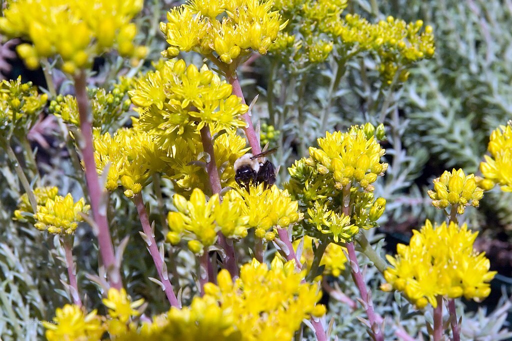SEDUM BLUE SPRUCE 200 SEEDS, HARDY SEDUM, YELLOW FLOWERS IN SUMMER, EZ TO GROW.
