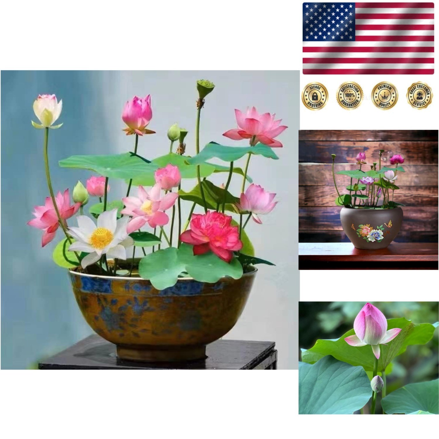 Exotic Mixed Lotus Seeds – 10pcs for Stunning Indoor & Outdoor Aquatic Gardens