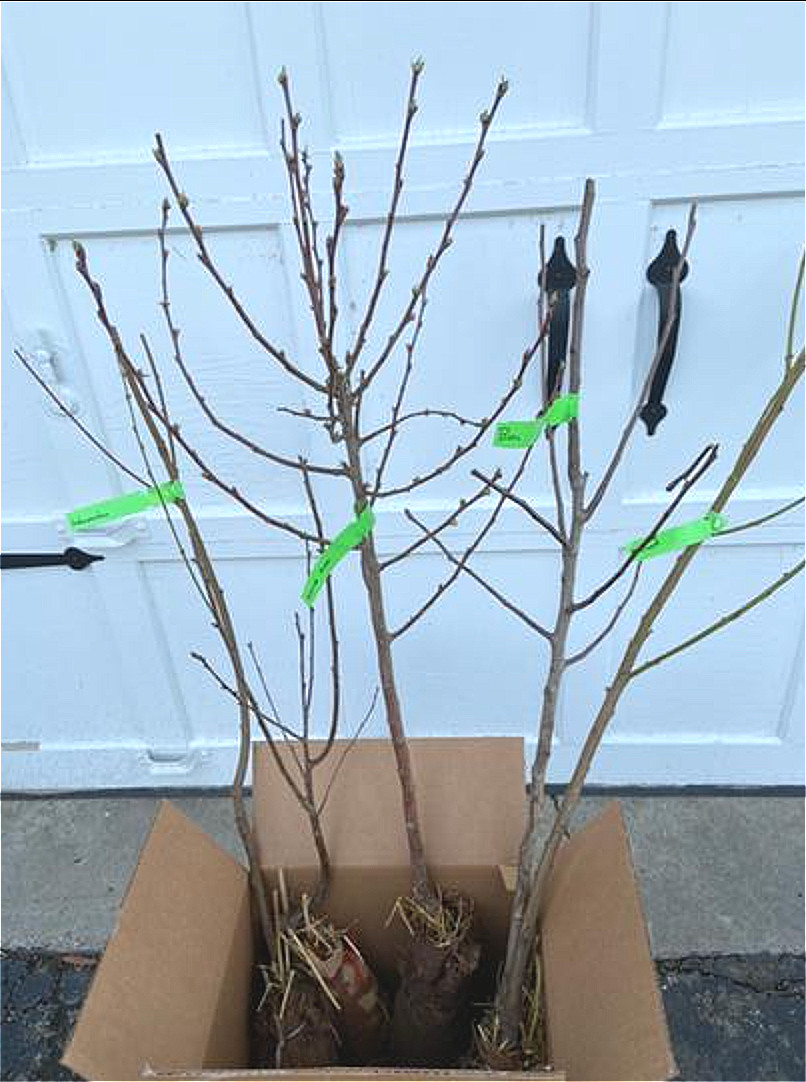 Independence Nectarine Bare-Root Tree 3-4 Feet Tall