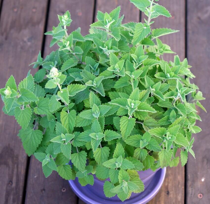 501+CATNIP Seeds Cat Sedative Herbal Drought Poor Soils Organic Container/Garden