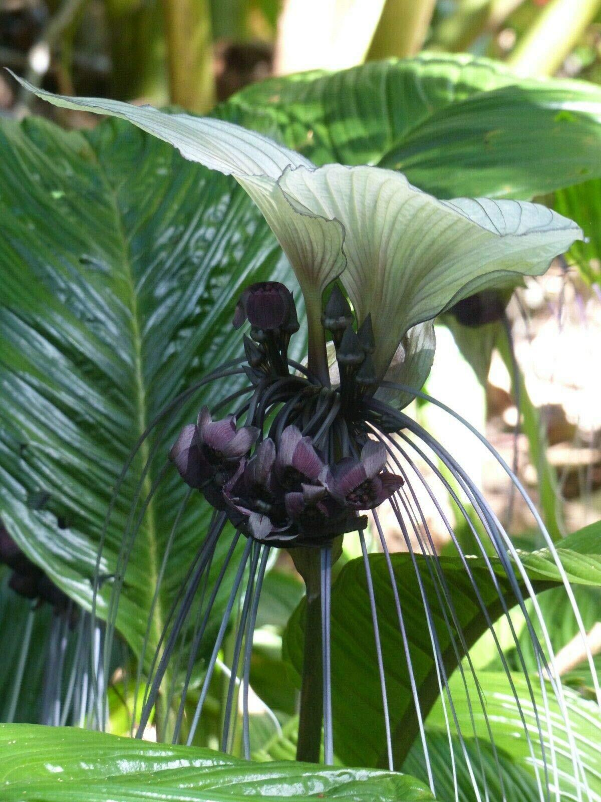 Tacca Integrifolia White Bat Flower Seeds Attracts Butterflies Rare Unique jocad