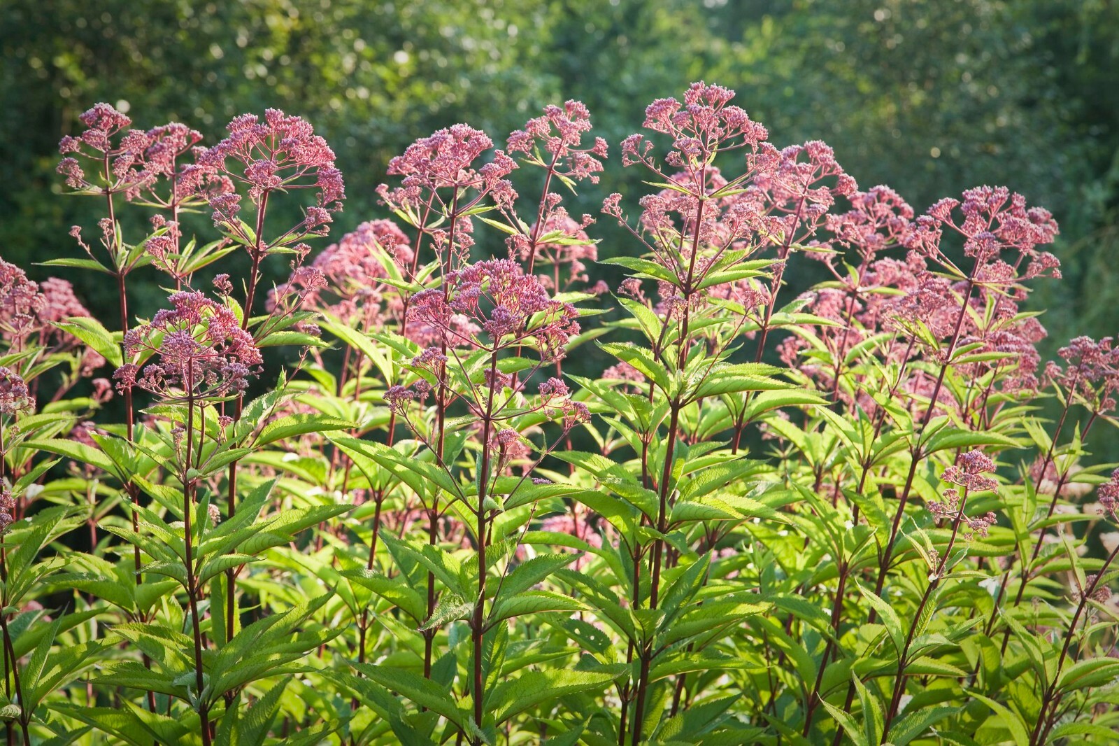 Joe Pye Weed Seeds, Butterflies & Hummingbirds, Trumpet Weed, FREE SHIPPING