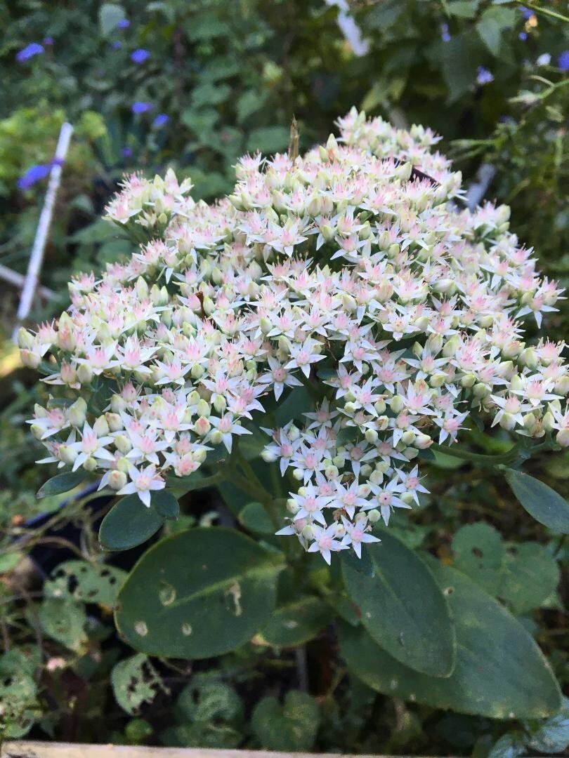 White Pink Crystal Sedum Stone Crop Perennial Flower 100 Seeds USA Seller