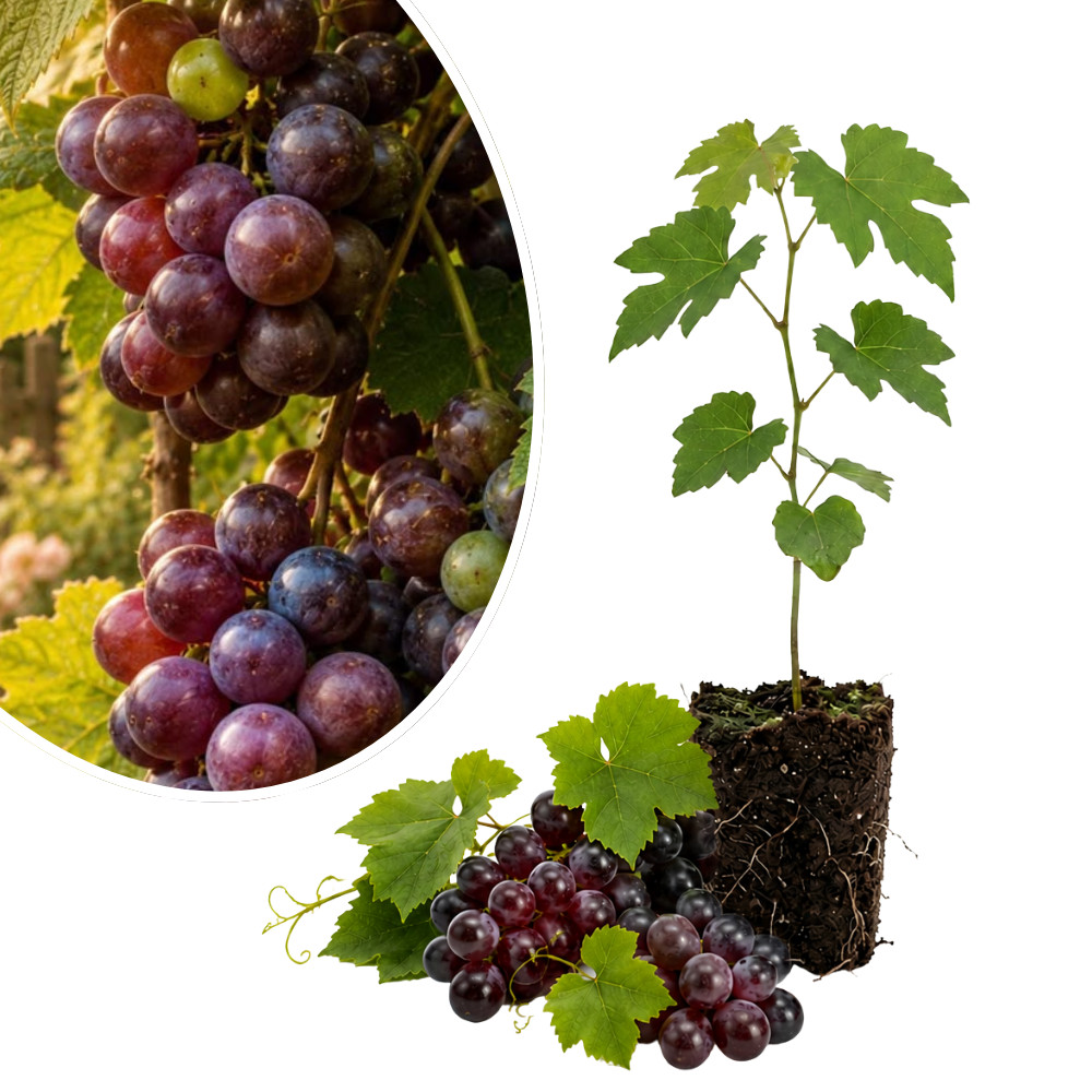Southern Home Muscadine Grape Vine Live Plant 4-6 Inches Rooted Easy Fruiting Va