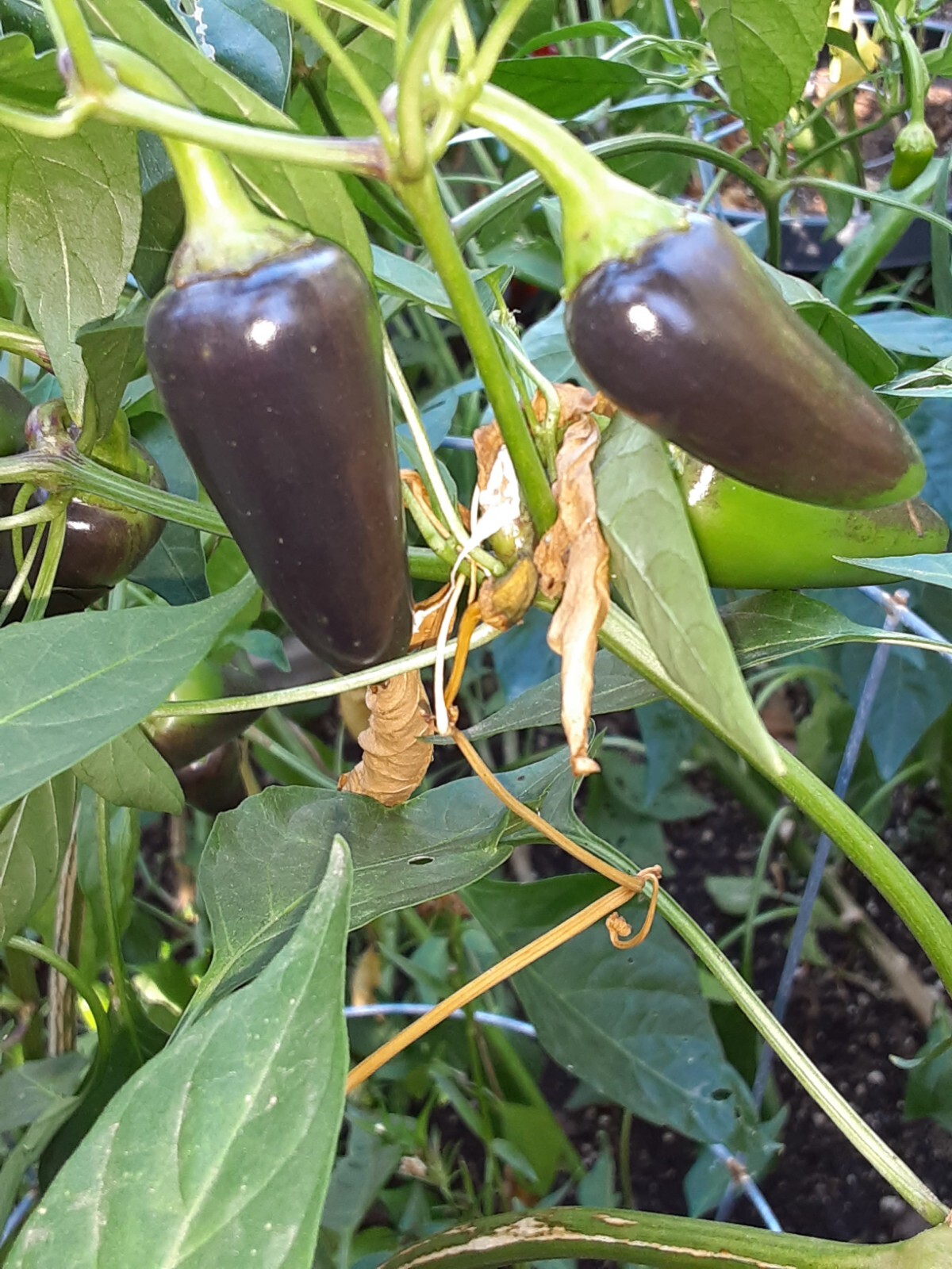 100+ JALAPEÑO PEPPER SEED COMBO PACK PURPLE/ORANGE SPICE/WHITE/TOPS 🥵🥵