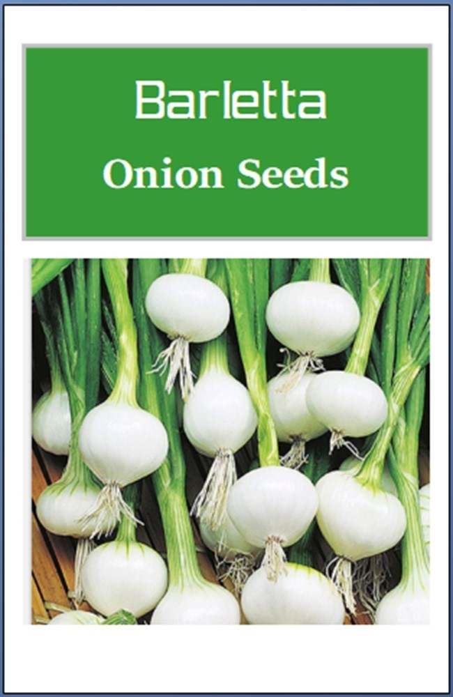 Barletta Onion Seeds | NON-GMO | Heirloom | Fresh Garden Seeds