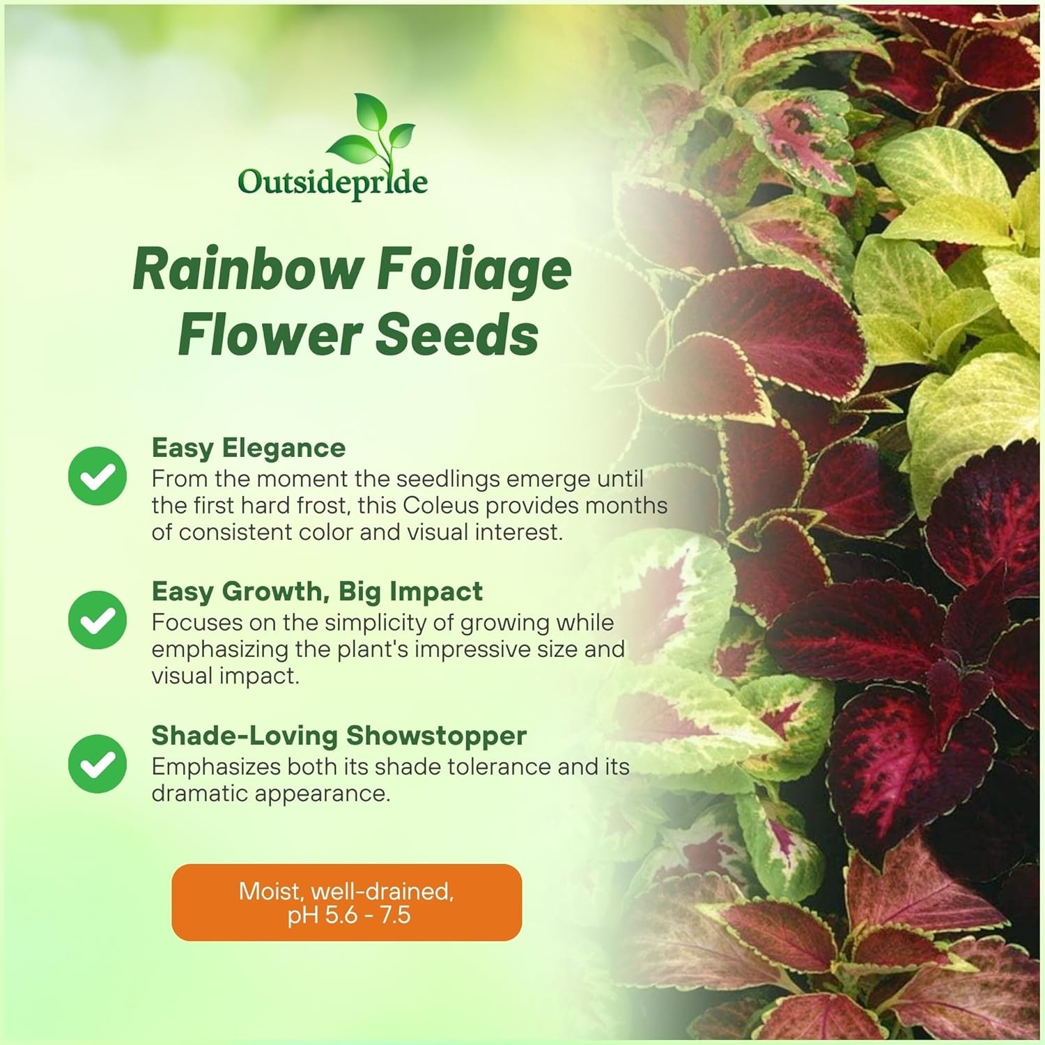 10000 Seeds Coleus Seed Mix For Planting – Rainbow Mix Flower Seeds | Shade