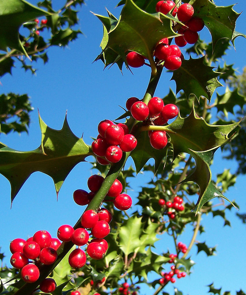 English Holly, Ilex aquifolium, Tree Seeds