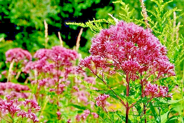 JOE PYE WEED 1001 SEEDS BONSET, EUPATORIUM PURPUREUM, TALL WILDFLOWER, BULK